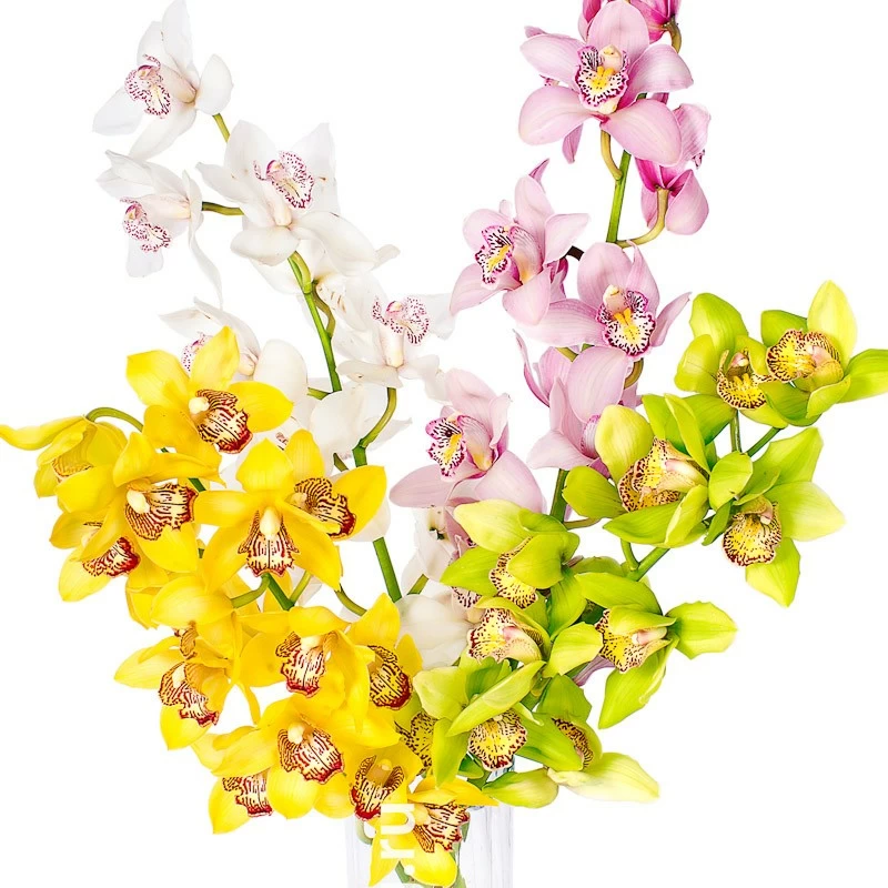 Орхидея (ветка)