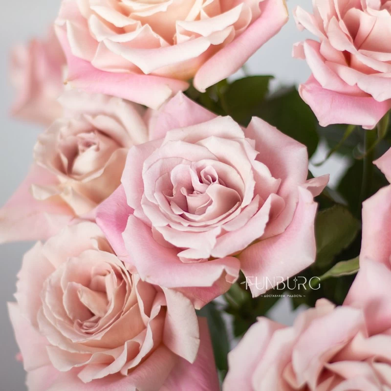 Розовые розы Faith