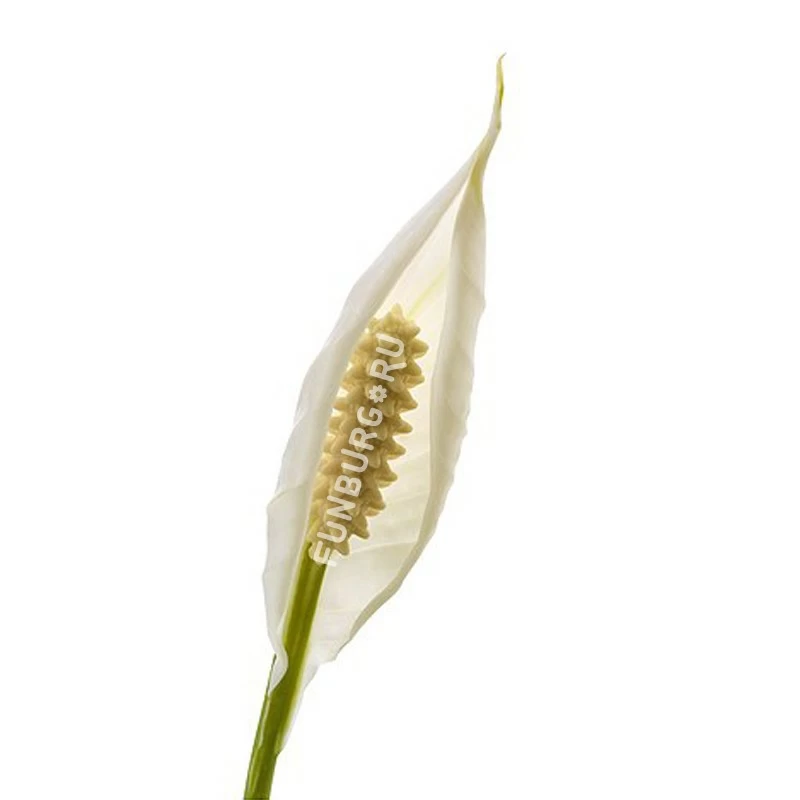 Горшечное растение «Спатифиллум» 70 см