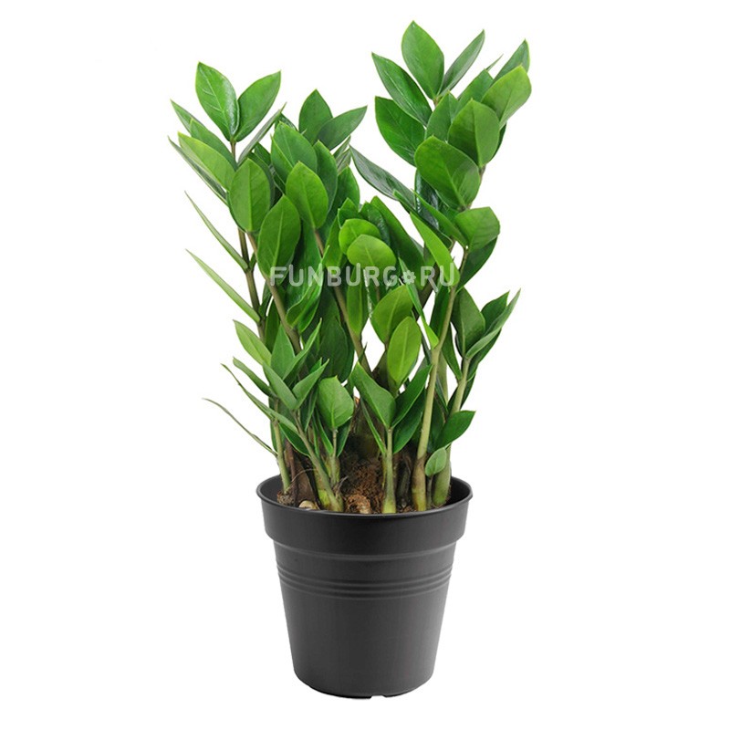 Горшечное растение «Замиокулькас» 80см