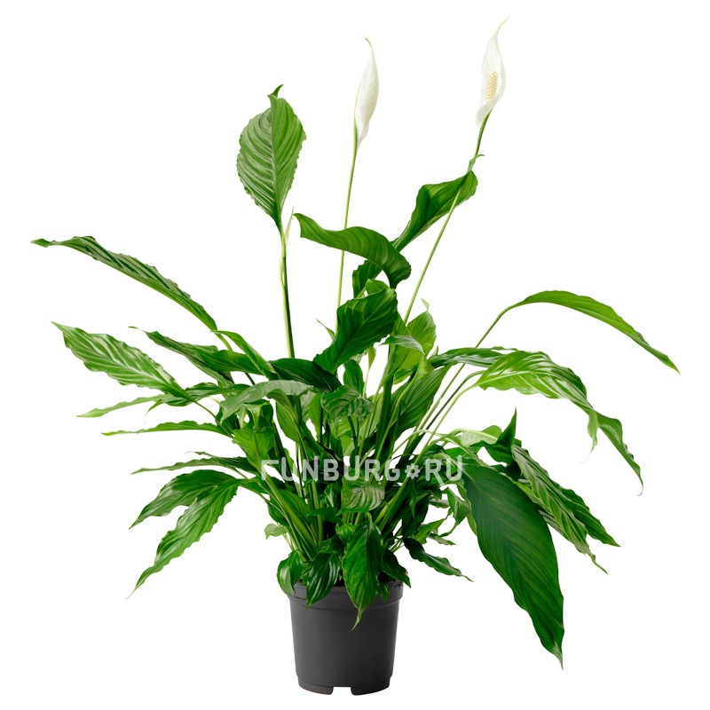 Горшечное растение «Спатифиллум» 70 см