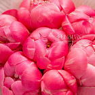 Монобукет из пионов «Малиновый сорбет»