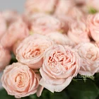 Кустовые пионовидные розы «Бомбастик»
