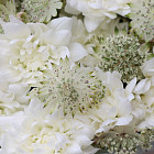 Дуобукет из хризантем и астранции