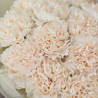 Монобукет из сортовых гвоздик «Ванильный зефир»