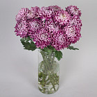 Хризантемы Бигуди