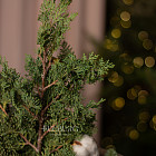 Букет «Снежность»