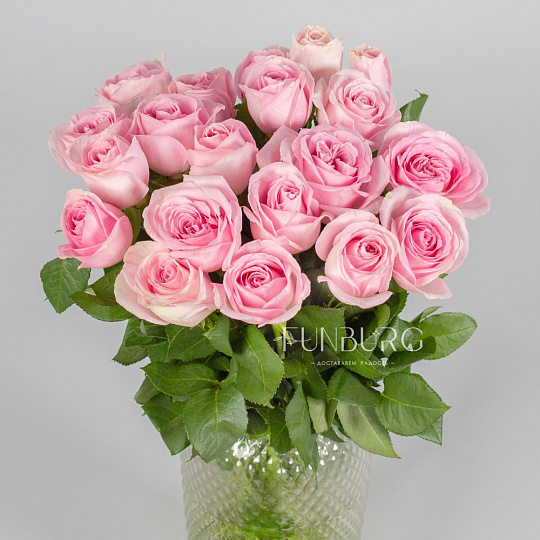 Нежно-розовые розы