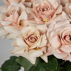 Французские розы Quicksand