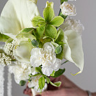 Хелеборус (морозник)