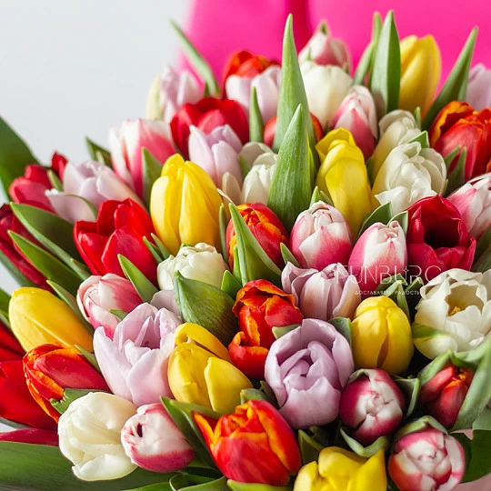 Что подарить на 8 Марта: тюльпаны или розы