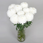 Хризантемы Бигуди