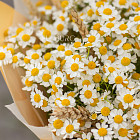 Букет из кустовых ромашек «Лето»