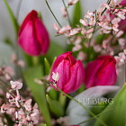 Букет тюльпанов «Мелодия весны»