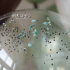 Связка воздушных шаров «Шалфей»