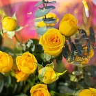 Букет кустовых роз «Лимонад»