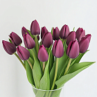 Пурпурные тюльпаны