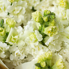 Монобукет из белого антирринума