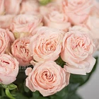 Кустовые пионовидные розы «Бомбастик»