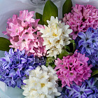 Букет из гиацинтов «Очарование весны»