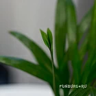 Горшечное растение «Хризалидокарпус»