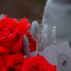 Букет из французских красных роз Nina