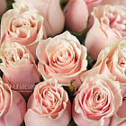 Розовые розы Pink Mondial