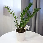 Горшечное растение «Замиокулькас»