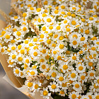 Букет из кустовых ромашек «Лето»