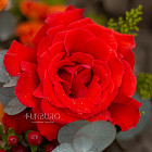 Корзина цветов «Вернисаж»