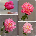 Монобукет из пионов «Малиновый сорбет»