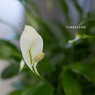 Цветок «Спатифиллум» в горшке