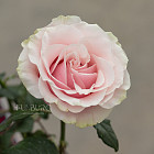 Монобукет из роз Pink Mondial S