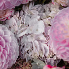 Букет «Лавандовый рассвет»