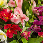 Букет альстромерий «Летние краски»