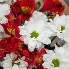 Букет из хризантем и альстромерий «Алый закат»