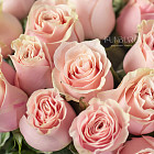 Розовые розы Pink Mondial