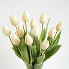 Кремовые тюльпаны