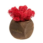 Интерьерный мох «MossBox Red»