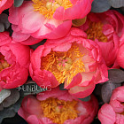 Букет из коралловых пионов «Кувшинки»