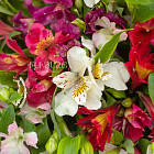 Букет альстромерий «Летние краски»