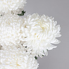 Хризантемы Бигуди