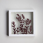Ботаническая картина «Eucalyptus»