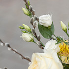 Композиция в вазе «Лимонный крем»