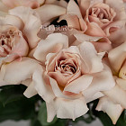 Французские розы Quicksand